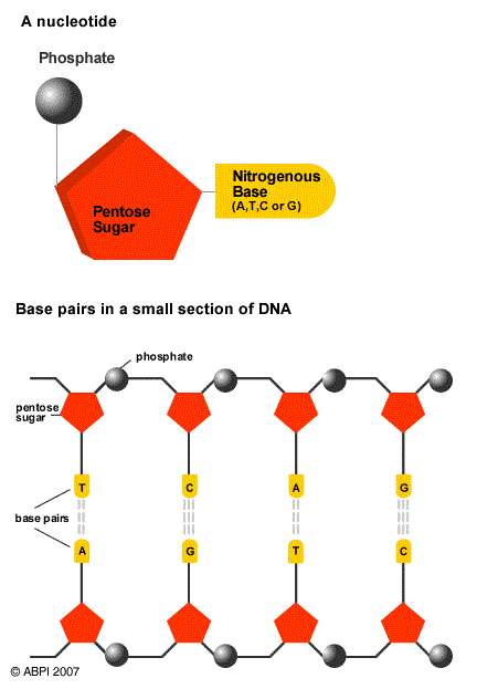 Nucleotide And DNA Base Pairs