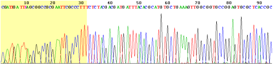 Fluorescence peaks corresponding to nucleotide sequence obtained from Sanger sequencing