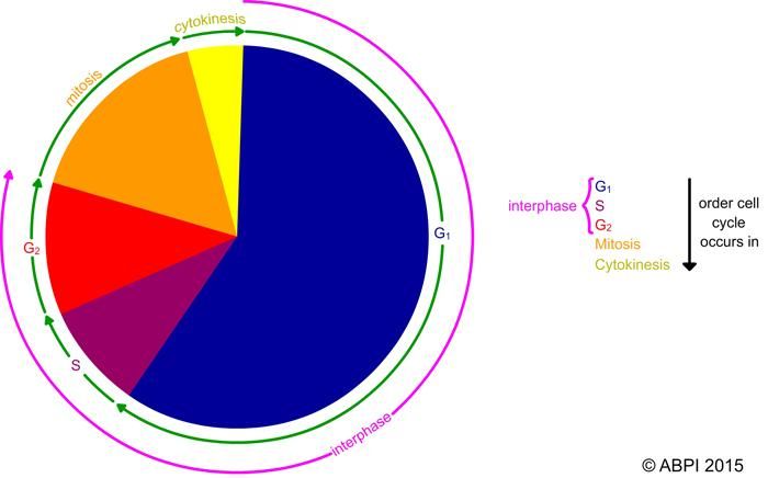 Cell Cycle