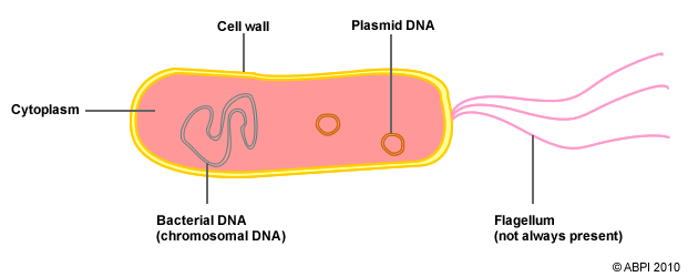 The components of a bacterial cell