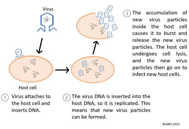 Viral infection