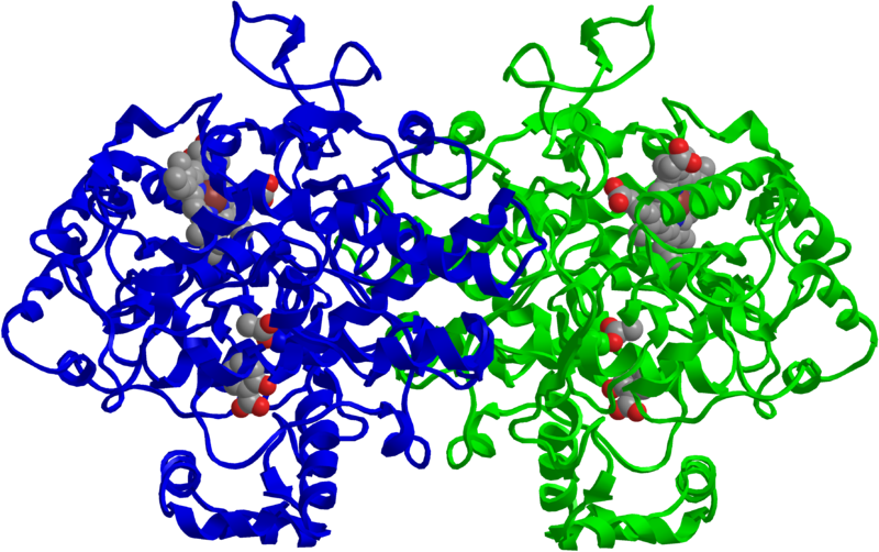 Model of COX-2, an enzyme inhibited by aspirin (Jeff Dahl, public domain)