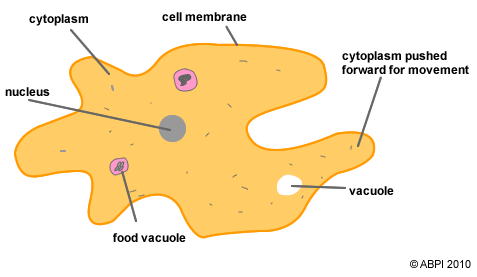 An amoeba – a simple protozoan