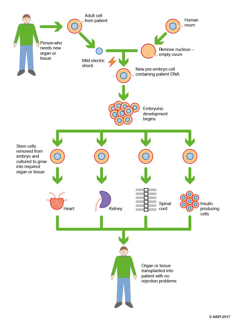 Stem Cells10 (1)