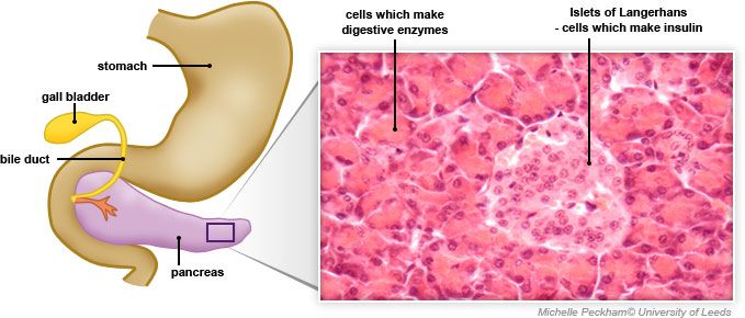 Cells Pancreas