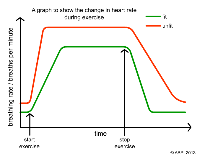 A graph to show the change in heart rate during exercise