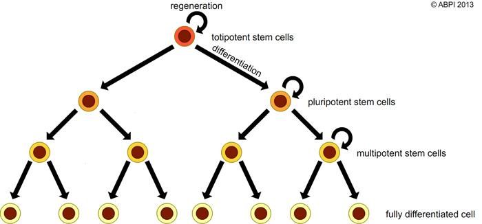 Stem Cells1 (1)