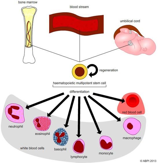 Stem Cells7 (1)