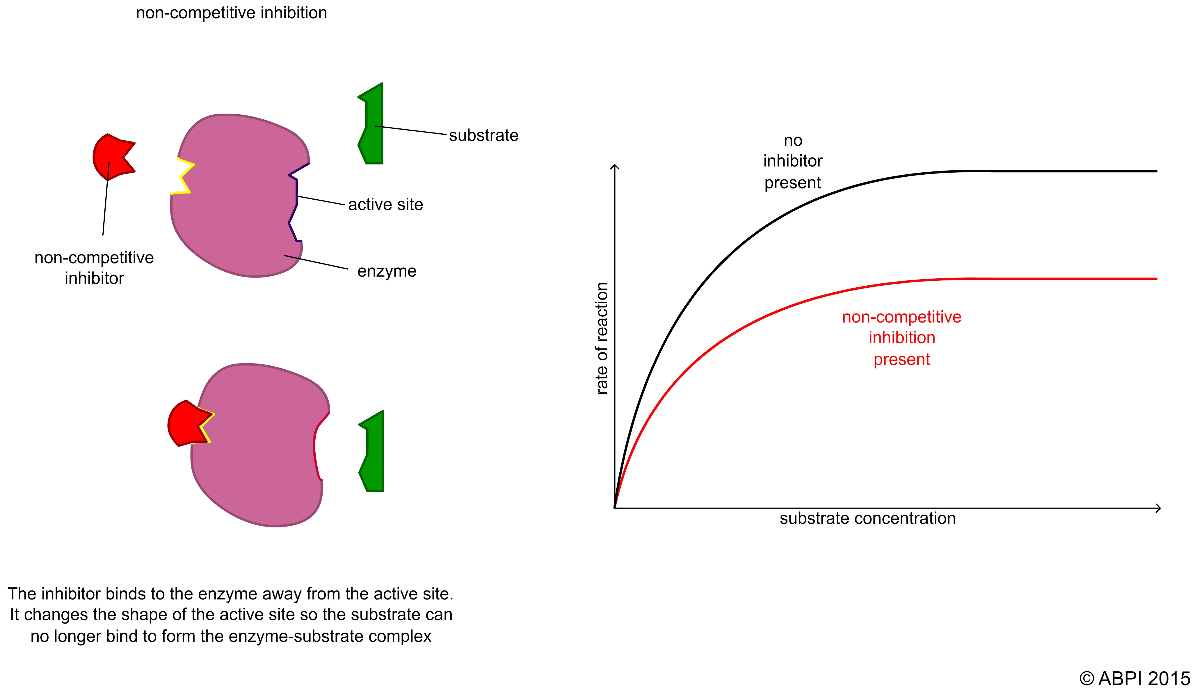 Non Competitive Reversible Inhibition