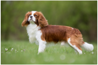 Muscular dystrophy in King Charles spaniels is caused by a mutation in the same gene as Duchenne muscular dystrophy in humans, so treatment developed to help one species should also help the other.