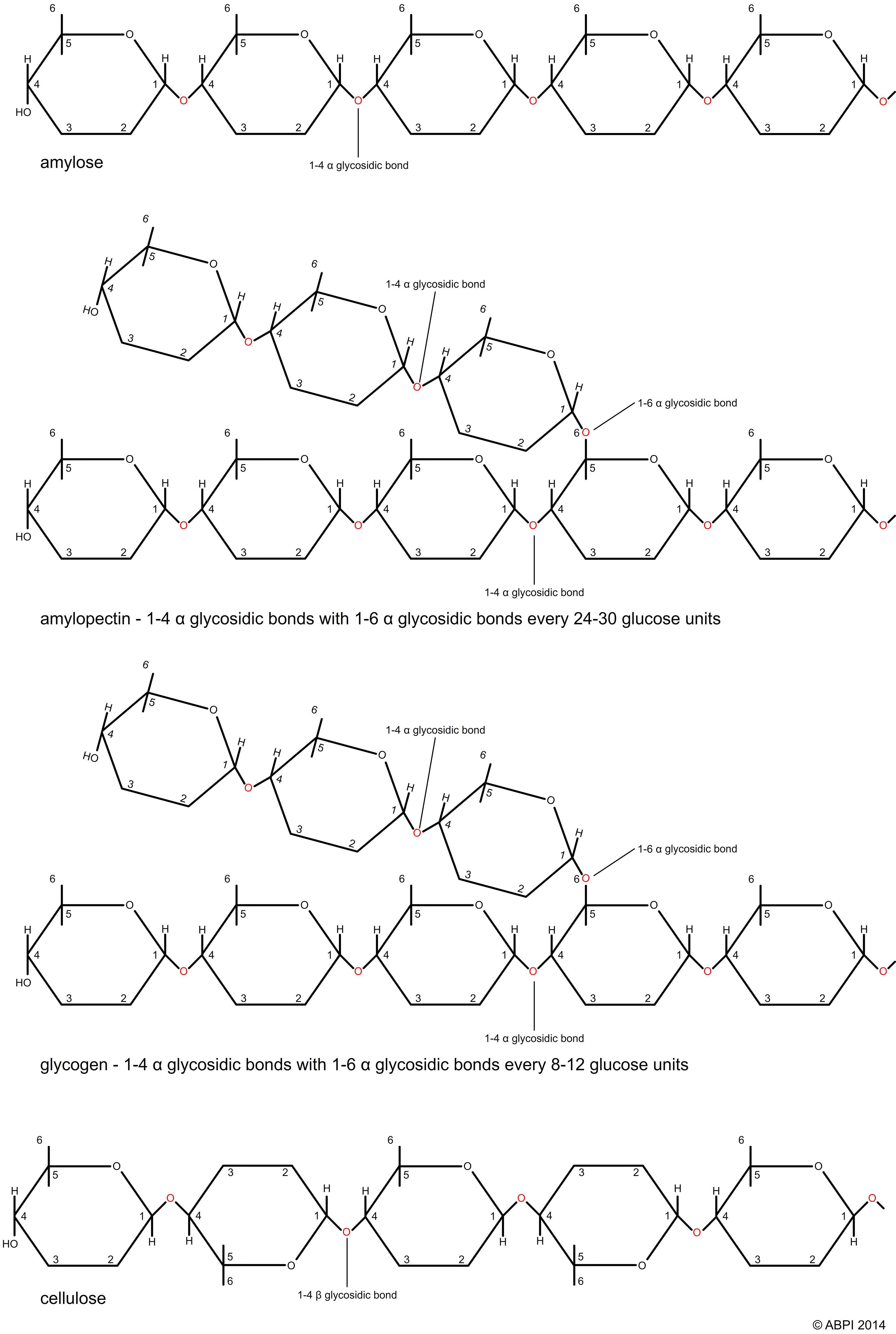 Carbohydrates: Polysaccharides