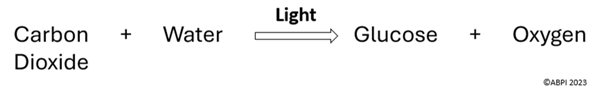 Photosynthesis equation