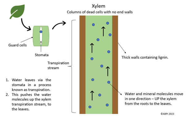 Xylem