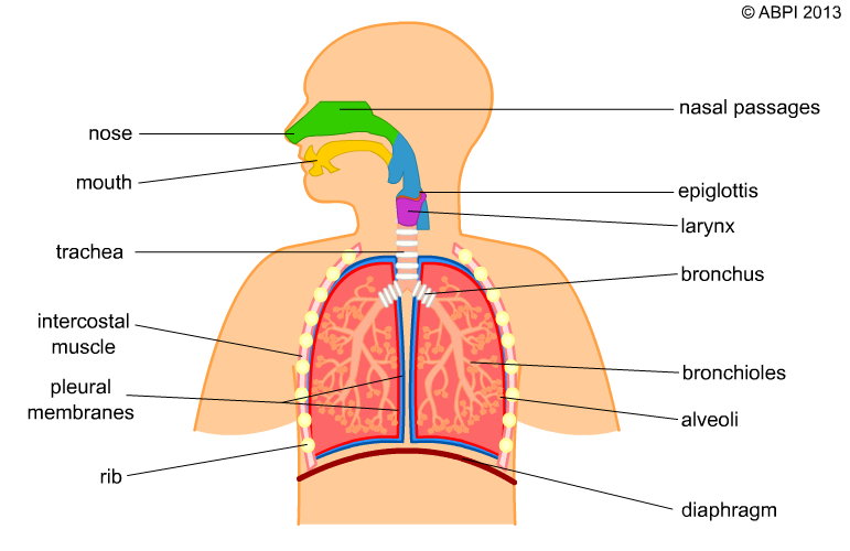 A simple model of the human breathing system