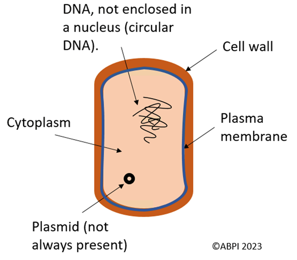 Bacteria KS4