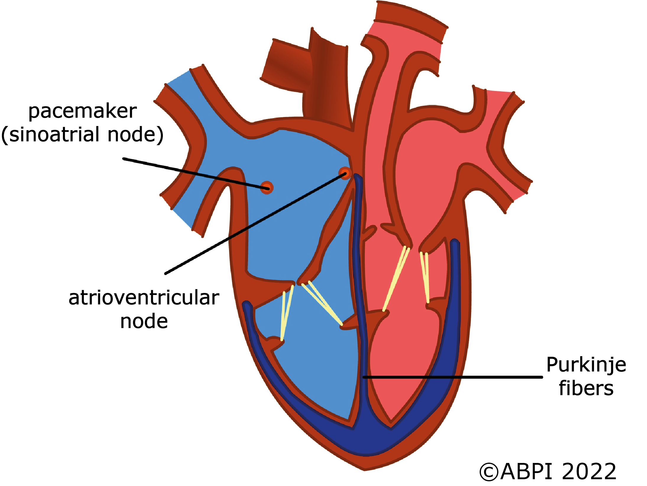 Pacemaker Region (1)