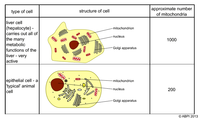 Comparison between a liver cell (hepatocyte) and a simple skin (epithelial) cell.