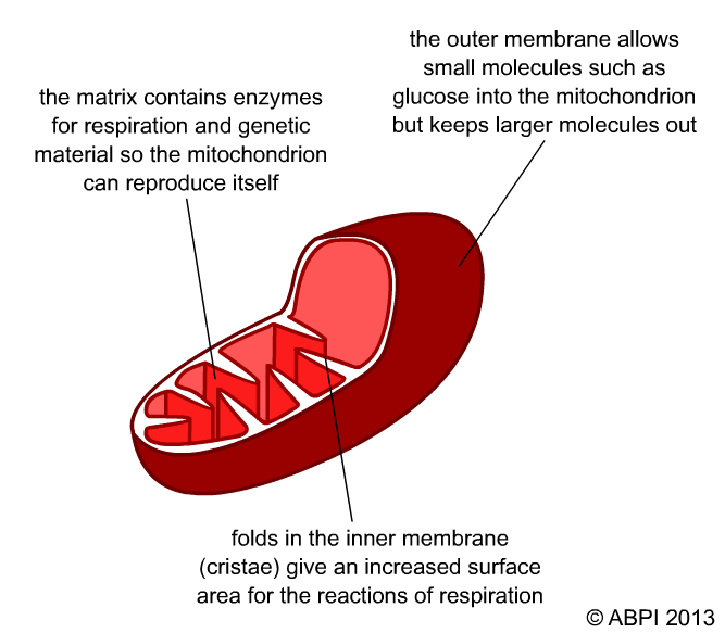 The structure of a mitochondrion is closely related to its structure.