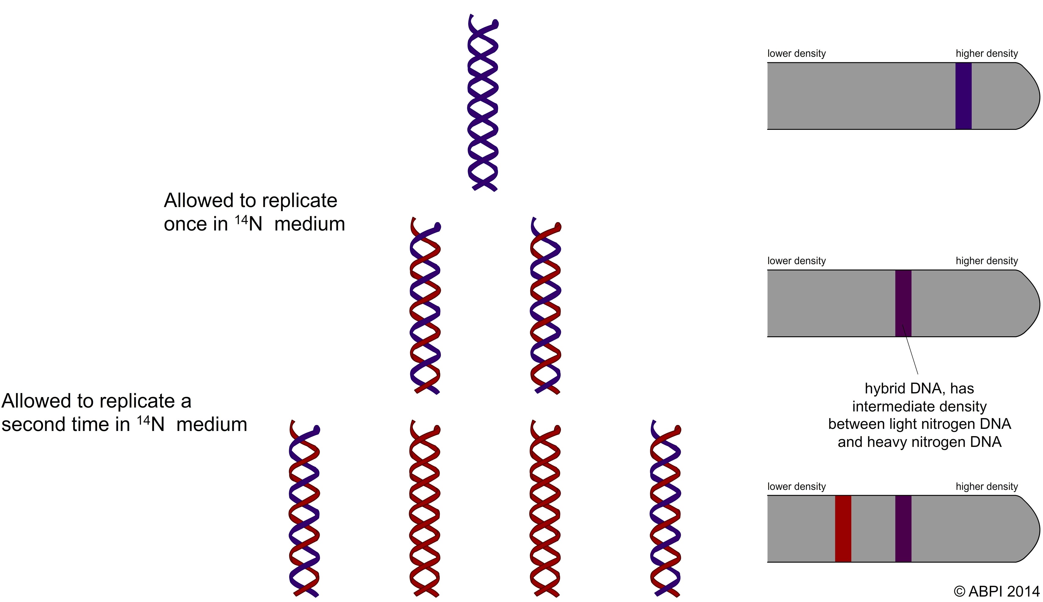 DNA Replication Experiment 3
